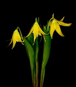 Erythronium grandiflora - Glacier Lily 18-7921